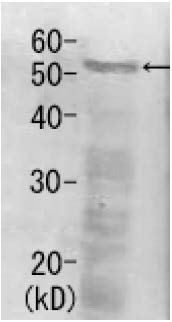 62-203_e.jpg