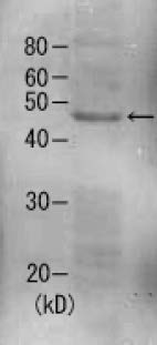 62-205_e.jpg