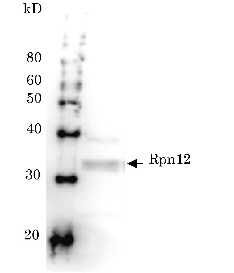 62-209_e.jpg