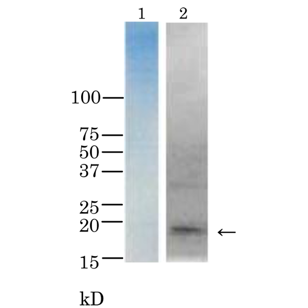 64-015-2_fig1.png