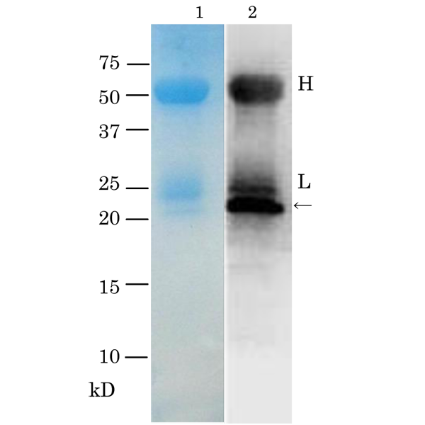 64-015_fig2.png