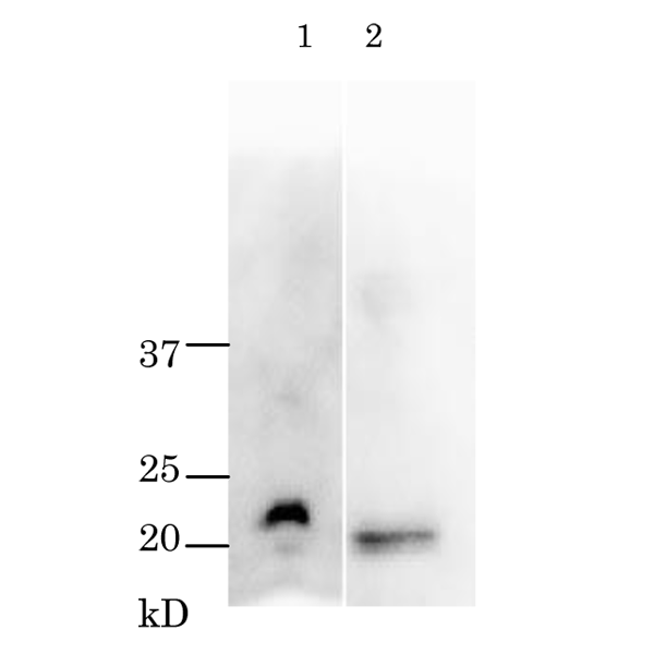 64-015_fig3.png