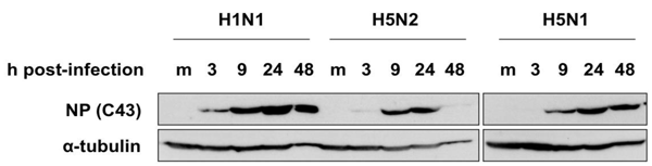 65-111_fig1.png
