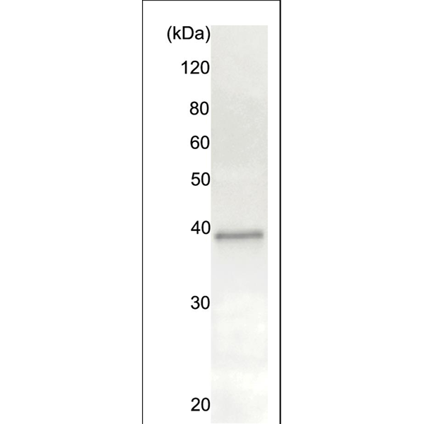 70-011_fig2.png
