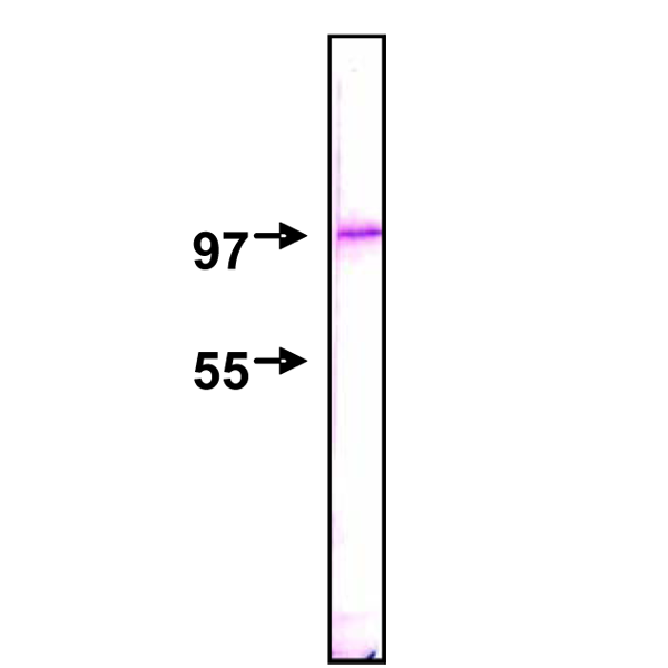 70-310_fig1.png