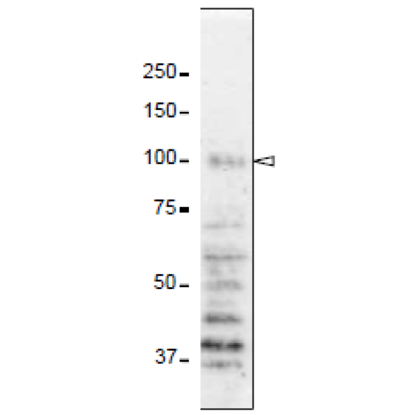70-310_fig3.png