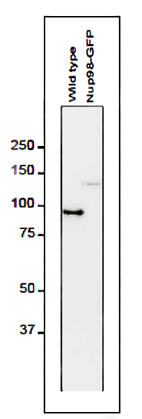 70-310_fig6Description.png