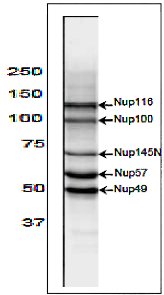 70-310_fig8Description.png