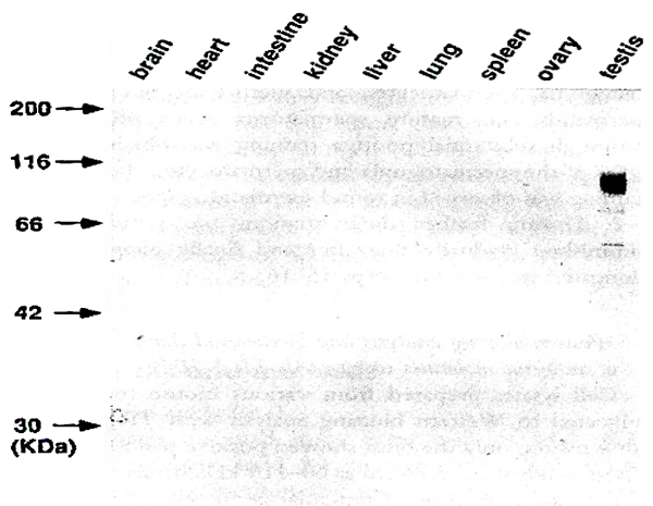 73-003_Description1.png