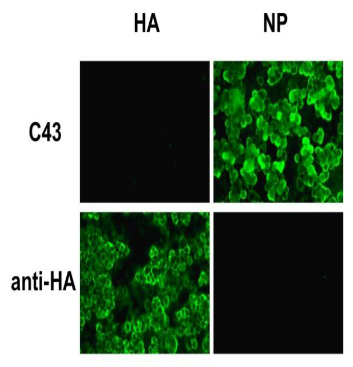 Anti-InfluenzaAVirus-2.png
