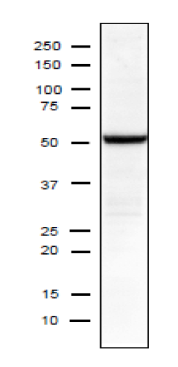 Anti-InfluenzaAVirus-3.png