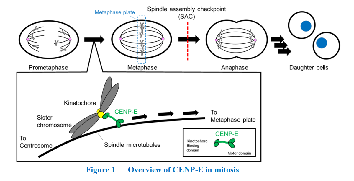 CENP-E_Inhibitor-F1.png