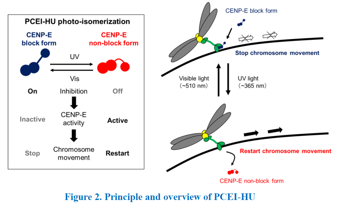 CENP-E_Inhibitor-F2.png