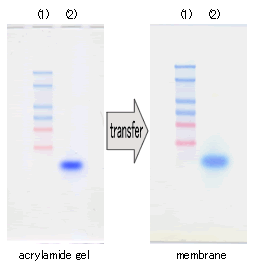 DM253_Fig4.gif