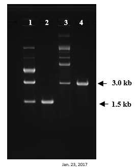 DS615_Fig3.jpg