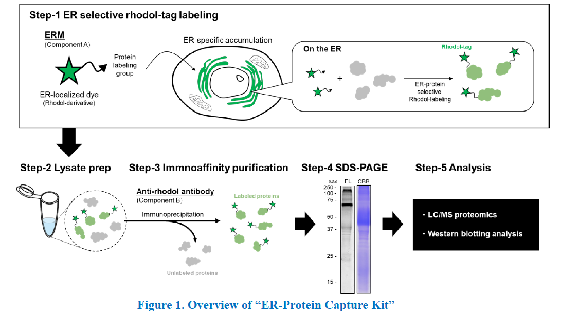 ER-Protein_Capture_Kit-F1.png