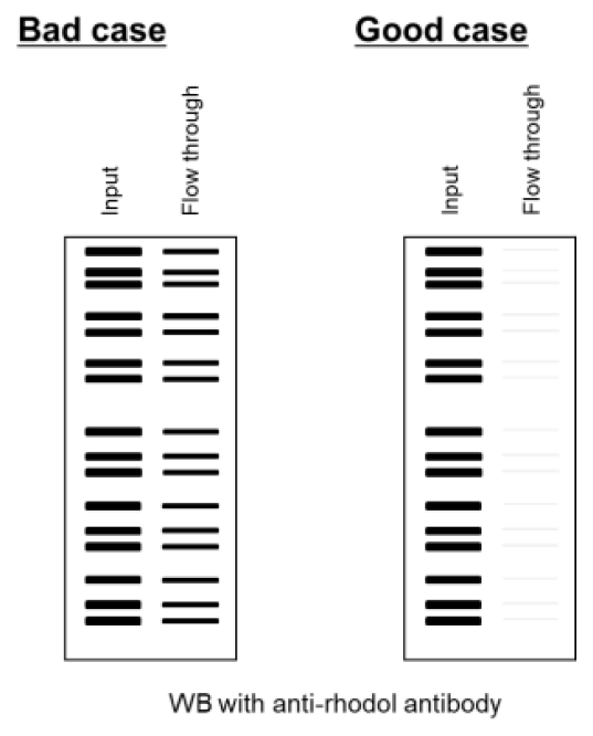 ER-Protein_Capture_Kit-F2.png