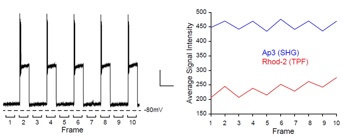FDV-0008_fig3.jpg