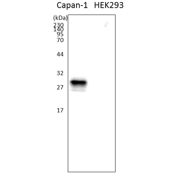 FDV-0012B_fig3.png
