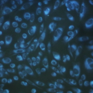 FDV-0017_2.png