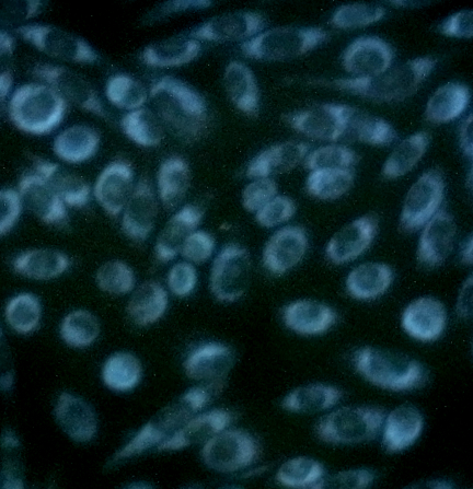 FDV-0017_3.png