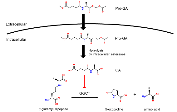 FDV-0019_fig1.png