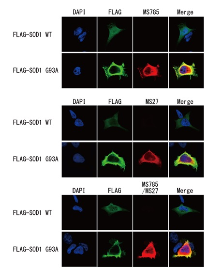 FDV-0021_fig2.png
