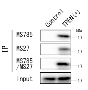FDV-0021_fig3.png