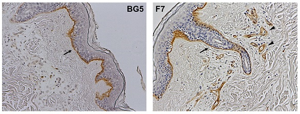 FDV-0023_fig3.png