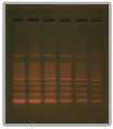 Fig3-EtBr.png