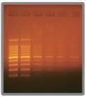 Fig4-EtBr.png