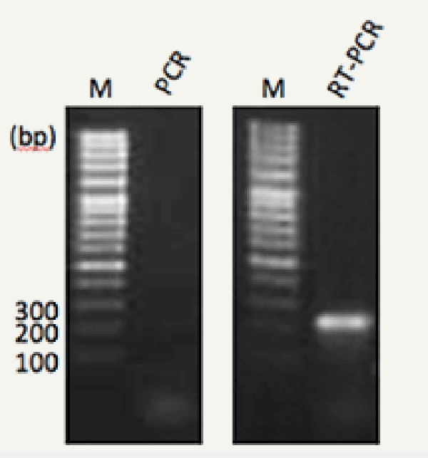 KN-T110004_fig2.png