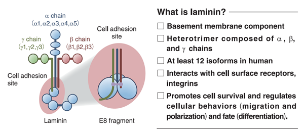 Laminin.png