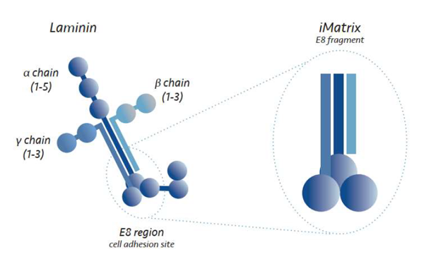 Laminin1.png