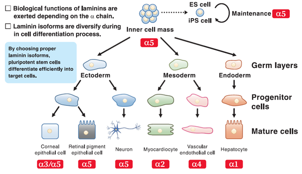 Laminin2.png