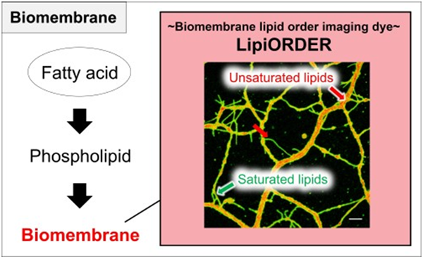LipiORDER-0.png