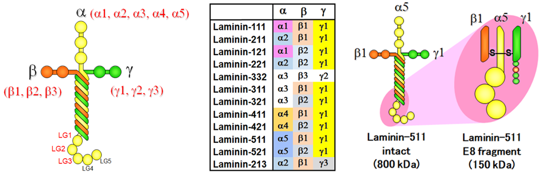 MAX-81450-iMatrix-structure.png