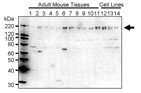 MK03360310_fig2.png