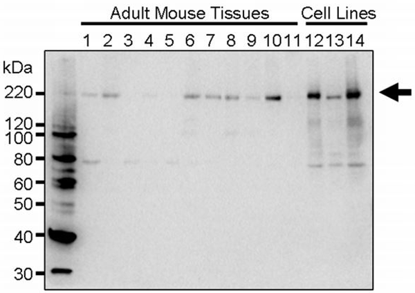 MK12500310_fig2.png