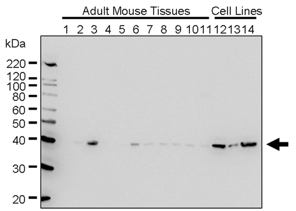MK12930505_fig1.png