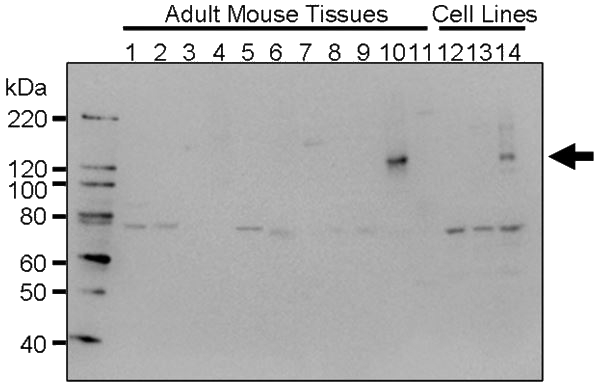 MK14650310_fig2.png