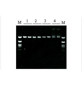 NPK-101-F1.png