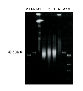 NPK-101-F2.png