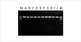 NPK-101-F4.png