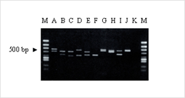 NPK-101-F5.png