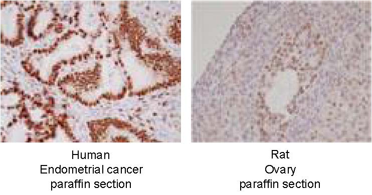PP-A9621A-00_e.jpg