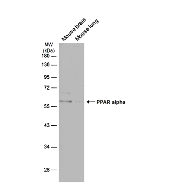 PP-H0723-00.png