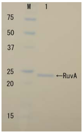 RuvA_Recombinant.png