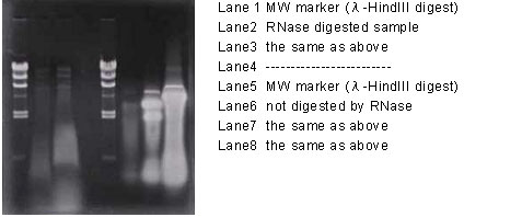 SK-200_fig3.jpg