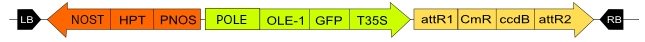 in3-vec31_fig1.jpg
